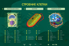 Электрифицированный стенд "Строение клетки" с маркерными полями - fgospostavki.ru - Новоалтайск