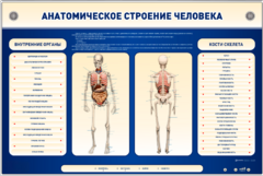 Электрифицированный стенд-тренажер c макетом скелета "Анатомическое строение человека" - fgospostavki.ru - Новоалтайск