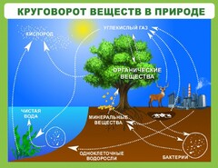 Стенд "Круговорот веществ" - fgospostavki.ru - Новоалтайск
