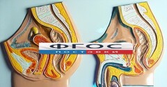Модель барельефная "Таз мужской и таз женский" - fgospostavki.ru - Новоалтайск