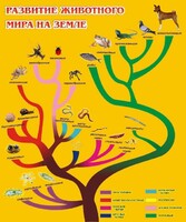 Стенд "Развитие животного мира на земле" - fgospostavki.ru - Новоалтайск