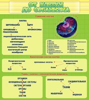 Стенд "От клетки до организма" - fgospostavki.ru - Новоалтайск