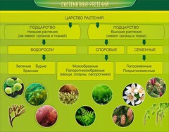 Стенд "Систематика растений" - fgospostavki.ru - Новоалтайск