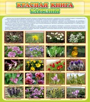 Стенд "Красная книга - растения" - fgospostavki.ru - Новоалтайск