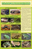 Стенд "Класс земноводные" - fgospostavki.ru - Новоалтайск