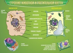Стенд "Строение животной и растительной клеток" - fgospostavki.ru - Новоалтайск