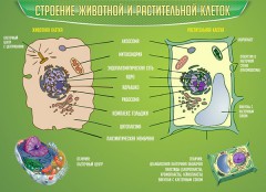  Биология - fgospostavki.ru - Новоалтайск