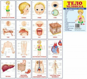Раздаточные карточки "Тело человека" - fgospostavki.ru - Новоалтайск