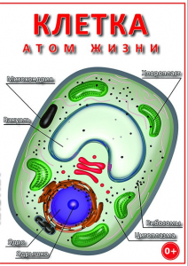 DVD "Клетка - "атом жизни" - fgospostavki.ru - Новоалтайск