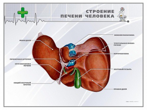 Стенд "Строение печени человека" - fgospostavki.ru - Новоалтайск