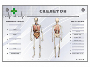 Электрифицированный стенд-тренажер "Скелетон" - fgospostavki.ru - Новоалтайск