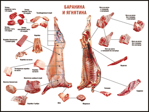 Таблица "Правила разделки мясных туш. Баранина и ягнятина" (100х140 сантиметров, винил) - fgospostavki.ru - Новоалтайск