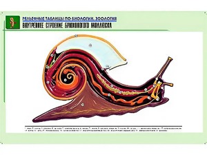 Рельефная таблица "Внутреннее строение брюхоногого моллюска" (формат А1, матовое ламинирование) - fgospostavki.ru - Новоалтайск