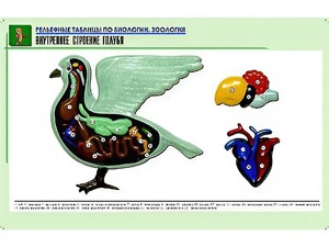 Рельефная таблица "Внутреннее строение голубя" (формат А1, матовое ламинирование) - fgospostavki.ru - Новоалтайск