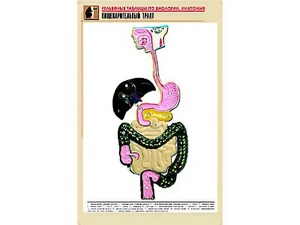 Рельефная таблица "Пищеварительный тракт" (формат А1, матовое ламинирование) - fgospostavki.ru - Новоалтайск