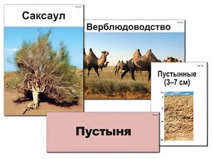 Модель-аппликация "Природные зоны России" (ламинированная) - fgospostavki.ru - Новоалтайск