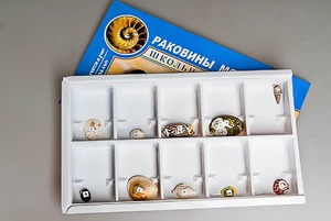 Коллекция "Раковины моллюсков" - fgospostavki.ru - Новоалтайск