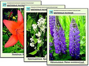 Гербарий фотографический "Основные группы растений" - fgospostavki.ru - Новоалтайск