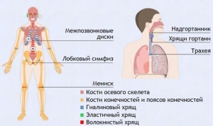 Интерактивные курсы. Биология 9 класс. Базовый. - fgospostavki.ru - Новоалтайск