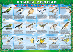 Комплект таблиц "Птицы России (4 листа)" (100х140 сантиметров, винил) - fgospostavki.ru - Новоалтайск