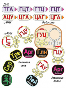 Модель-аппликация Биосинтез белка - fgospostavki.ru - Новоалтайск