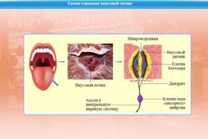 Интерактивные курсы. Биология 10 класс. Базовый. - fgospostavki.ru - Новоалтайск
