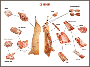 Таблица "Правила разделки мясных туш. Свинина" (100х140 сантиметров. винил) - fgospostavki.ru - Новоалтайск