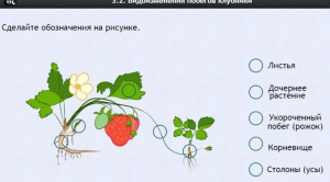 Интерактивные курсы. Биология 7 класс. Расширенный. - fgospostavki.ru - Новоалтайск