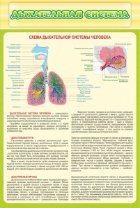 Стенд "Дыхательная система" - fgospostavki.ru - Новоалтайск