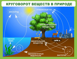 Стенд "Круговорот веществ" - fgospostavki.ru - Новоалтайск