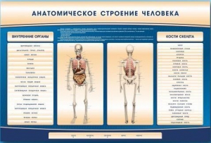 Электрифицированный стенд-тренажер c макетом скелета "Анатомическое строение человека" - fgospostavki.ru - Новоалтайск
