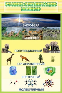 Стенд "Уровни организации живого" - fgospostavki.ru - Новоалтайск