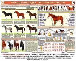 Комплект плакатов "Служебное коневодство" - fgospostavki.ru - Новоалтайск