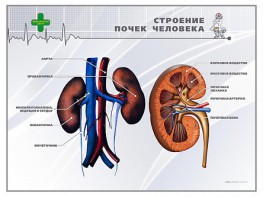 Стенд "Строение почки человека" - fgospostavki.ru - Новоалтайск