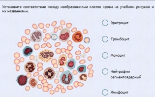 Интерактивные курсы. Биология 11 класс. Расширенный. - fgospostavki.ru - Новоалтайск