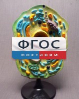 Модель "Клетка растения" - fgospostavki.ru - Новоалтайск
