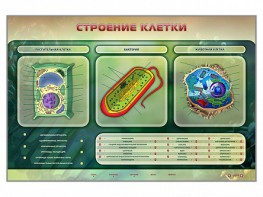 Электрифицированный стенд "Строение клетки" с маркерными полями - fgospostavki.ru - Новоалтайск