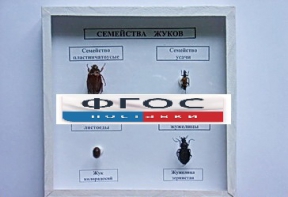 Коллекция "Семейство жуков" - fgospostavki.ru - Новоалтайск