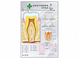 Электрифицированный стенд "Анатомия зуба" - fgospostavki.ru - Новоалтайск