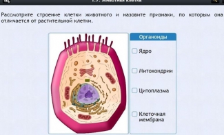 Интерактивные курсы. Биология 8 класс. Базовый - fgospostavki.ru - Новоалтайск