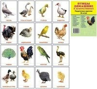 Раздаточные карточки "Птицы домашние и декоративные" - fgospostavki.ru - Новоалтайск