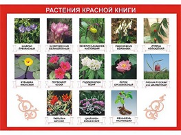 Таблица демонстрационная "Растения Красной книги" (винил 100*140) - fgospostavki.ru - Новоалтайск