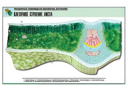 Рельефная таблица "Клеточное строение листа" (формат А1, матовое ламинирование) - fgospostavki.ru - Новоалтайск