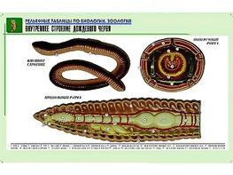Рельефная таблица "Внутреннее строение дождевого червя" (формат А1, матовое ламинирование) - fgospostavki.ru - Новоалтайск