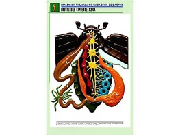 Рельефная таблица "Внутреннее строение жука" (формат А1, матовое ламинирование) - fgospostavki.ru - Новоалтайск