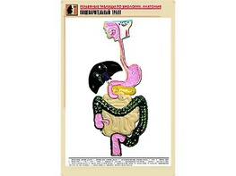 Рельефная таблица "Пищеварительный тракт" (формат А1, матовое ламинирование) - fgospostavki.ru - Новоалтайск