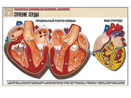 Рельефная таблица "Строение сердца" (формат А1, матовое ламинирование) - fgospostavki.ru - Новоалтайск