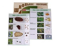 Коллекция "Шишки, плоды, семена деревьев и кустарников" - fgospostavki.ru - Новоалтайск
