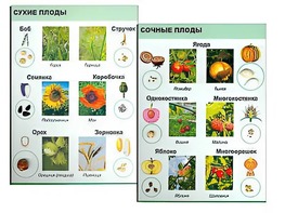 Коллекция "Семена и плоды" - fgospostavki.ru - Новоалтайск