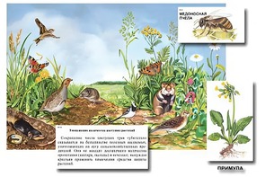 Магнитный плакат-аппликация "Луг: биоразнообразие и взаимосвязи в сообществе" - fgospostavki.ru - Новоалтайск